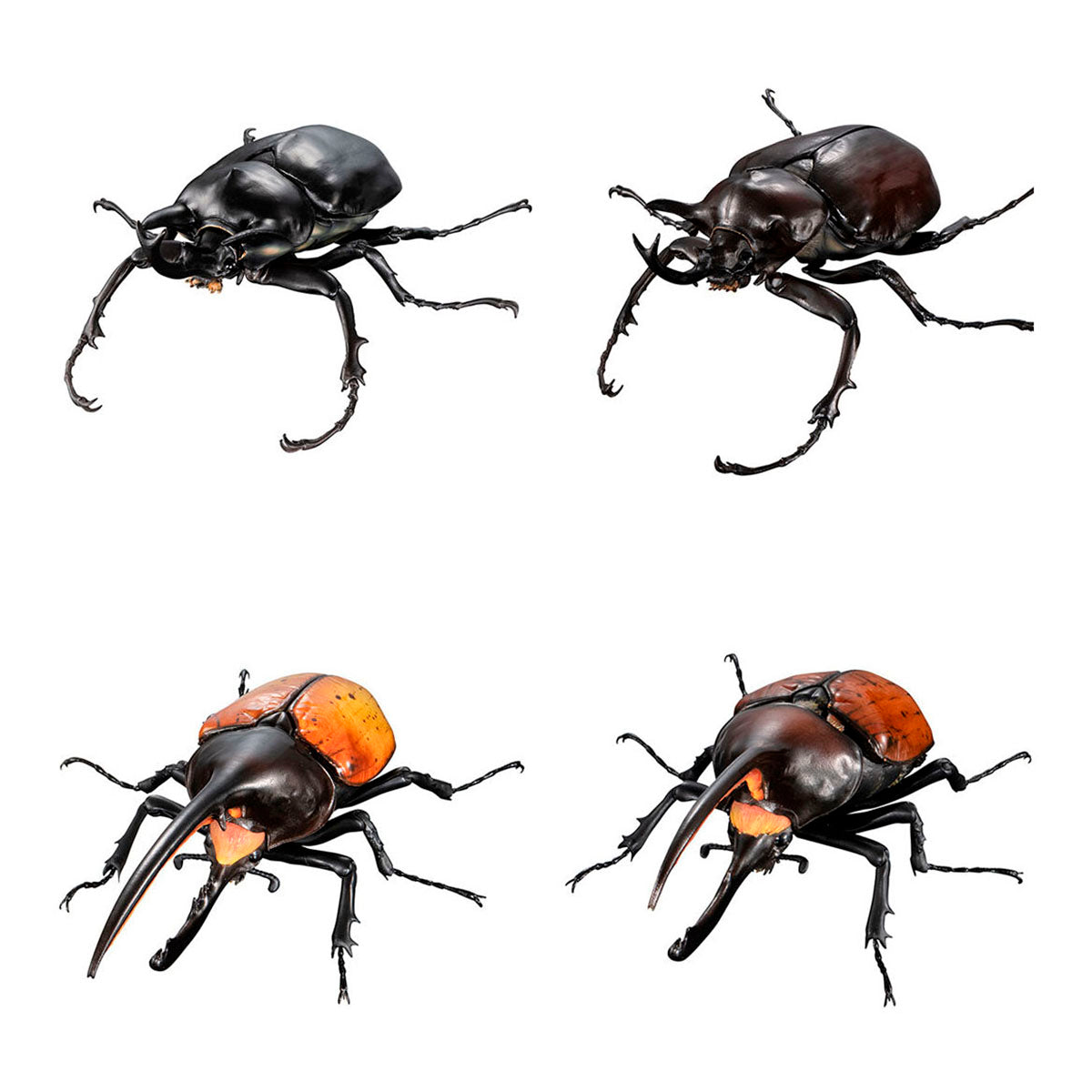 The Diversity of Life on Earth Elephant Beetles and Hercules Beetles Bandai Premium Gashapon Toys