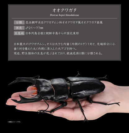 The Diversity of Life on Earth Stag Beetles Vol 2 Bandai Premium Gashapon Toys Dorcus Hopei Binodulosus