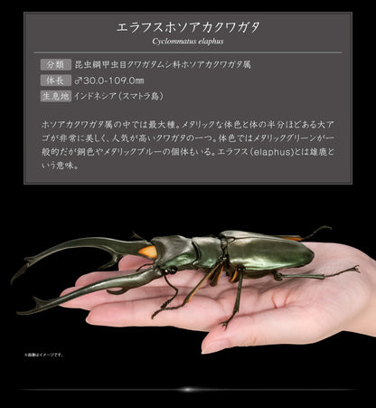 The Diversity of Life on Earth Stag Beetles Vol 2 Bandai Premium Gashapon Toys Cyclommatus Elaphus Green