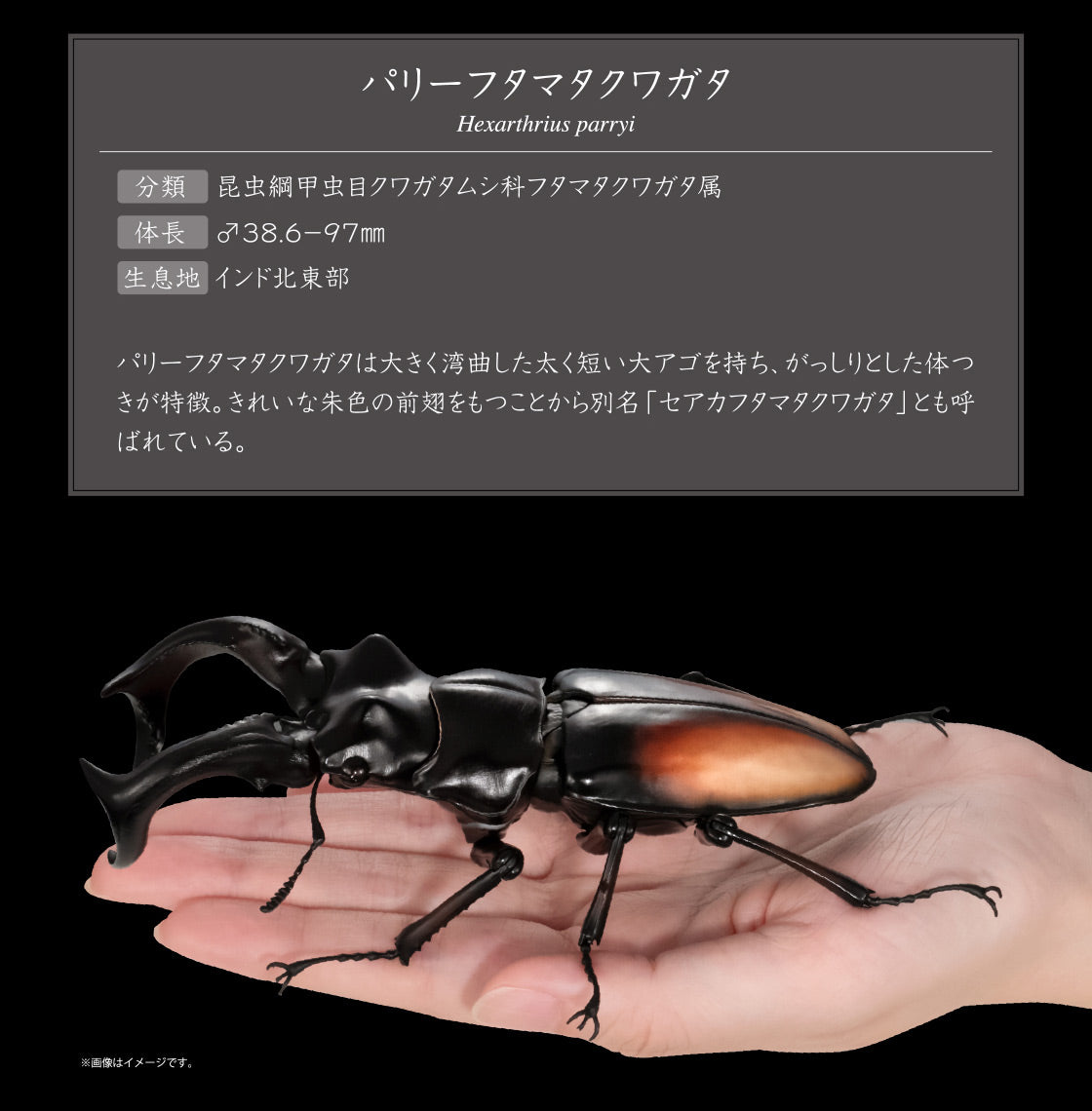 The Diversity of Life on Earth Stag Beetles Vol 2 Bandai Premium Gashapon Toys Hexarthrius Parryi