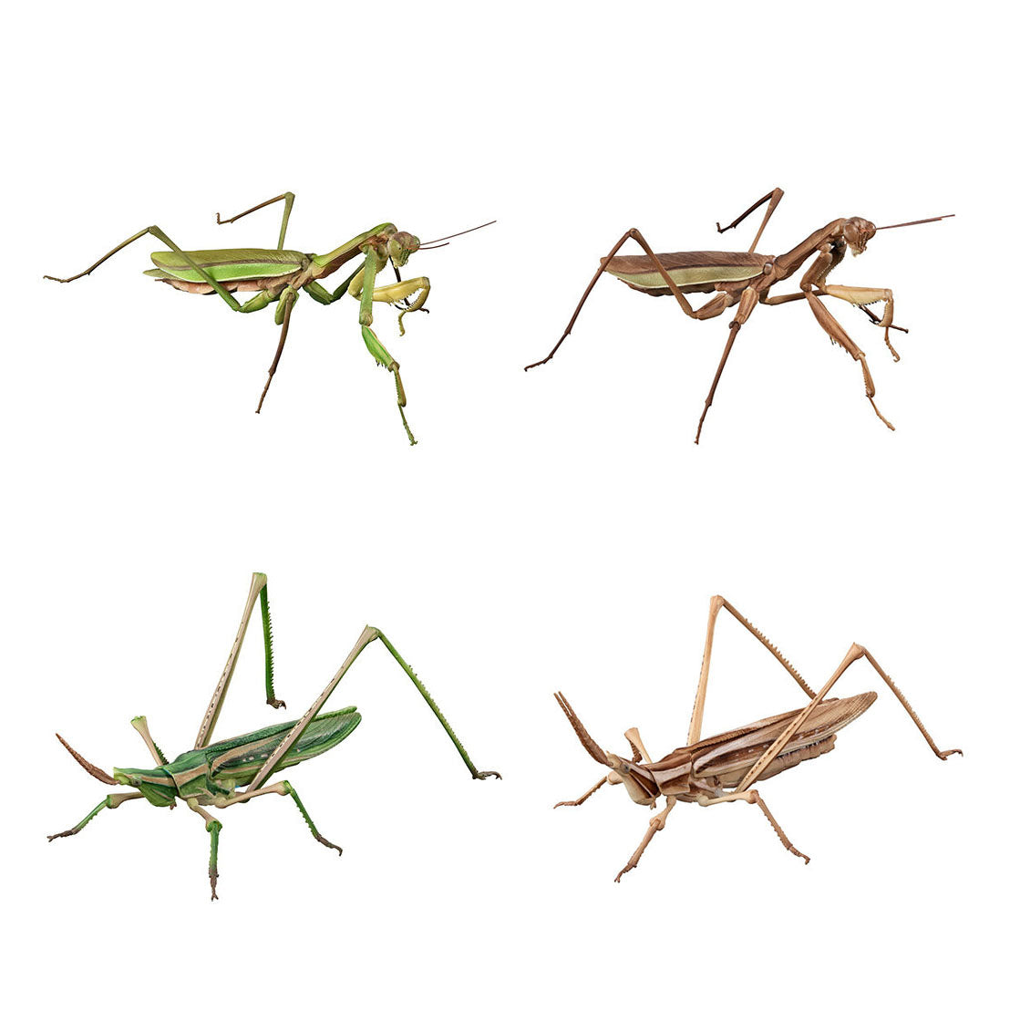The Diversity of Life on Earth Giant Mantis and Oriental Long-headed Grasshopper Bandai Premium Gashapon Toys