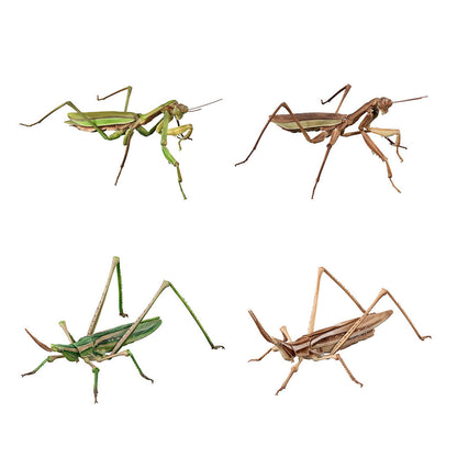 The Diversity of Life on Earth Giant Mantis and Oriental Long-headed Grasshopper Bandai Premium Gashapon Toys