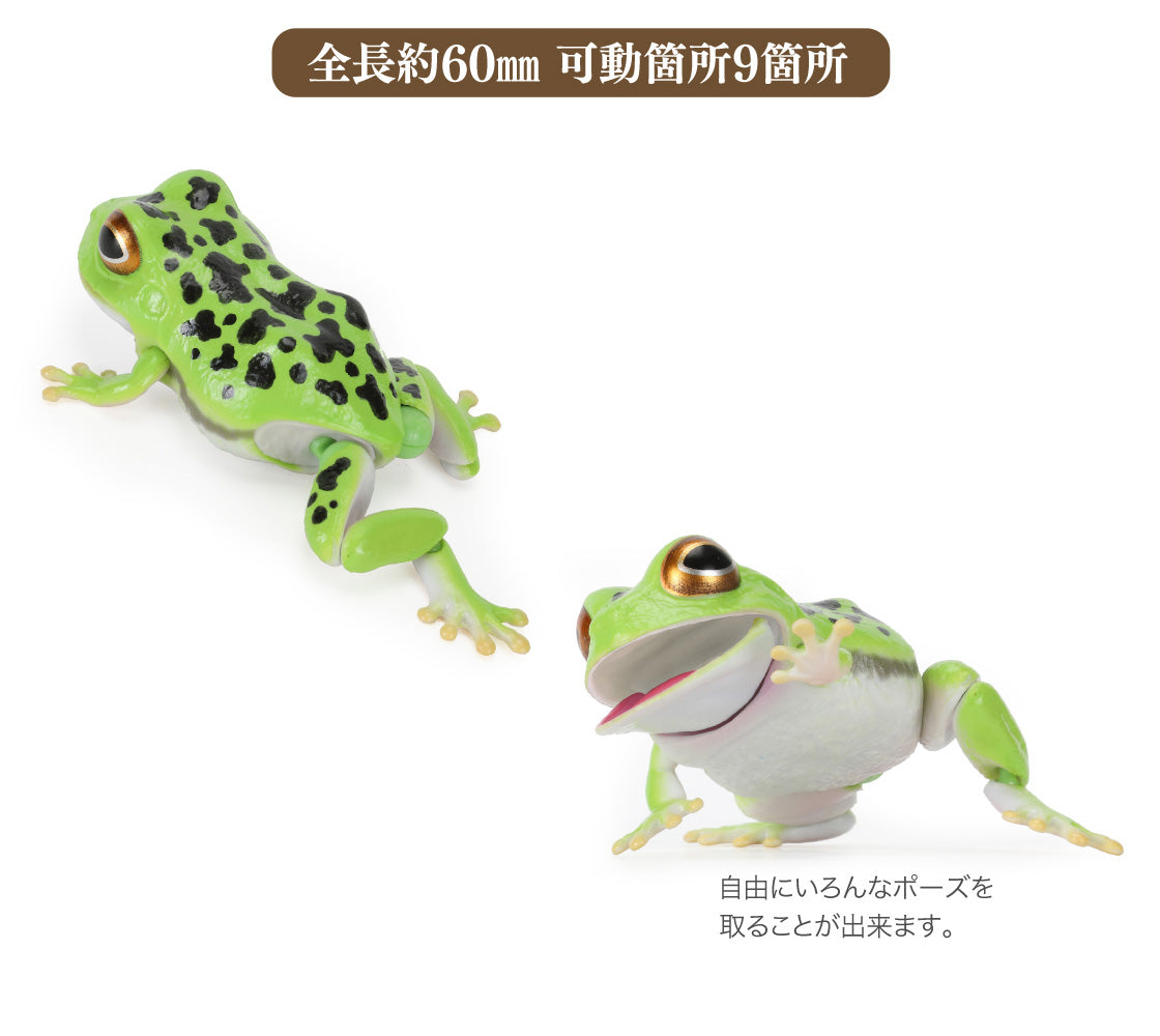 The Diversity of Life on Earth Toads and Forest Green Tree Frogs Bandai Gashapon Toys
